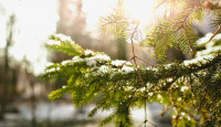 【白色聖誕落空】今晚零下4度正式迎冬 多倫多將迎來「綠色聖誕節」