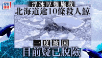北海道被困浮冰杀人鲸疑已脱险  一度争相探头呼吸空气