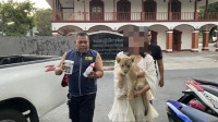 布吉酒店內養幼獅當竉物  內地女子涉非法飼養野生動物在泰國被捕
