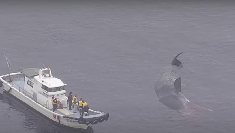 日本20公吨鲸鱼误闯大阪湾近1个月 疑因食物短缺饿死