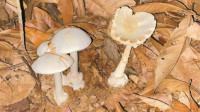 深圳现“蘑菇毒王”白毒伞   误食死亡率高达75％