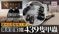 广州白云机场海关  揭女旅客携439只甲虫入境