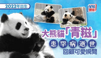 大熊猫“青糍”病逝  患罕见肠梗塞并发肠套叠