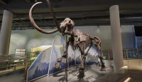 科学馆古生物展4.6局部关闭  真猛犸象化石、黔鱼龙化石将归还  想去参观需把握时机