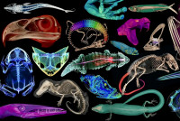 科技生活| 逾萬脊椎動物標本3D圖像 佛州博物館任下載