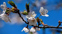 【万物回春】海柏公园樱花何时开  负责人表示好事将近