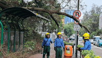 京士柏衛理道10米大樹因天雨倒塌 擊中路邊避雨亭
