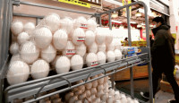 全球蛋价连月飙升 日本累涨逾两成 受累禽流感爆发 再有地区囤蛋