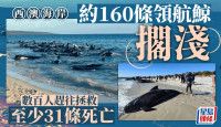 160多條領航鯨擱淺西澳海岸  至少31條死亡