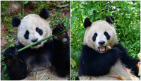 熊猫外交︱大熊猫“云川”和“鑫宝”将赴美  期限10年