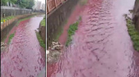 深圳驚現超美「粉紅河」惹工業污染疑雲  官方澄清解釋
