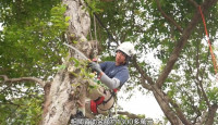 发展局“城市林务发展基金”资助1300万  逾900人进修树艺及树管课程