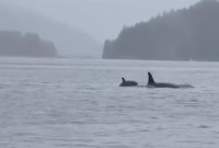 【有片】惊喜！龙舟队布拉德内湾集训巧遇虎鲸家族
