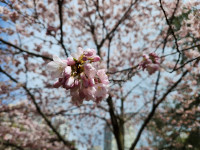 【阿朗专栏】大多伦多赏樱之旅