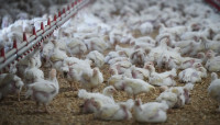 【一文讀懂】禽流感來勢洶洶 雞蛋能吃嗎？人會不會染病？
