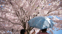 【賞花要快】High Park櫻花盛開  花期將持續10天