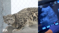 多伦多动物园雪豹怀孕 预产期为下月中旬