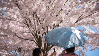 【櫻花盛開】多倫多High Park櫻花今日進入盛放期