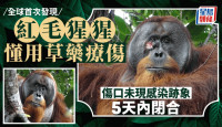 全球首例 | 紅毛猩猩懂用草藥治傷口  印尼科學家首發現