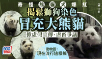 染发松狮狗扮大熊猫意外爆红   动物园背后有无奈原因……