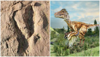 福建发现的世界最大恐爪龙类足迹