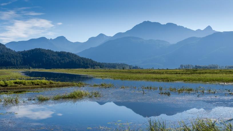 widgeon marsh