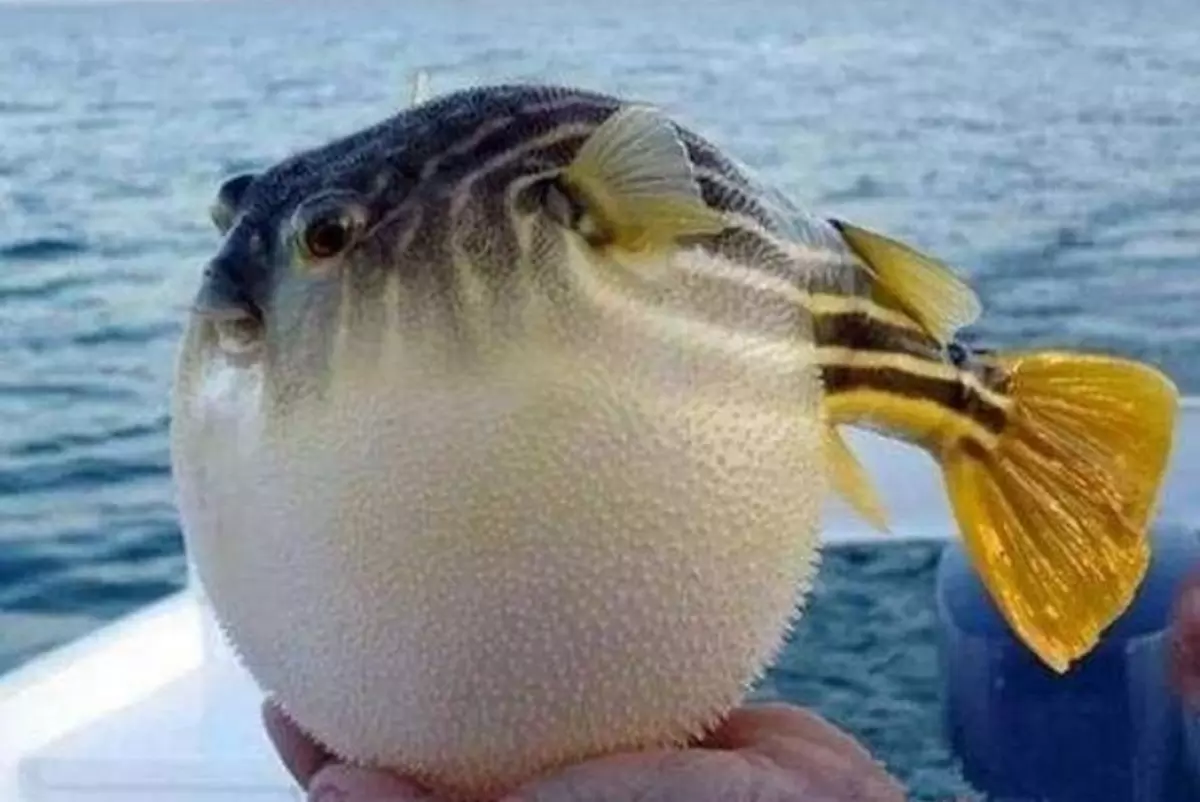 基因改良虎河豚日本月底有售 基因改良虎河豚日本月底有售